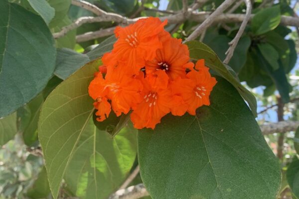 Gieger Tree Flower
