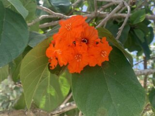 Gieger Tree Flower