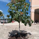 Gieger Street Tree Planted